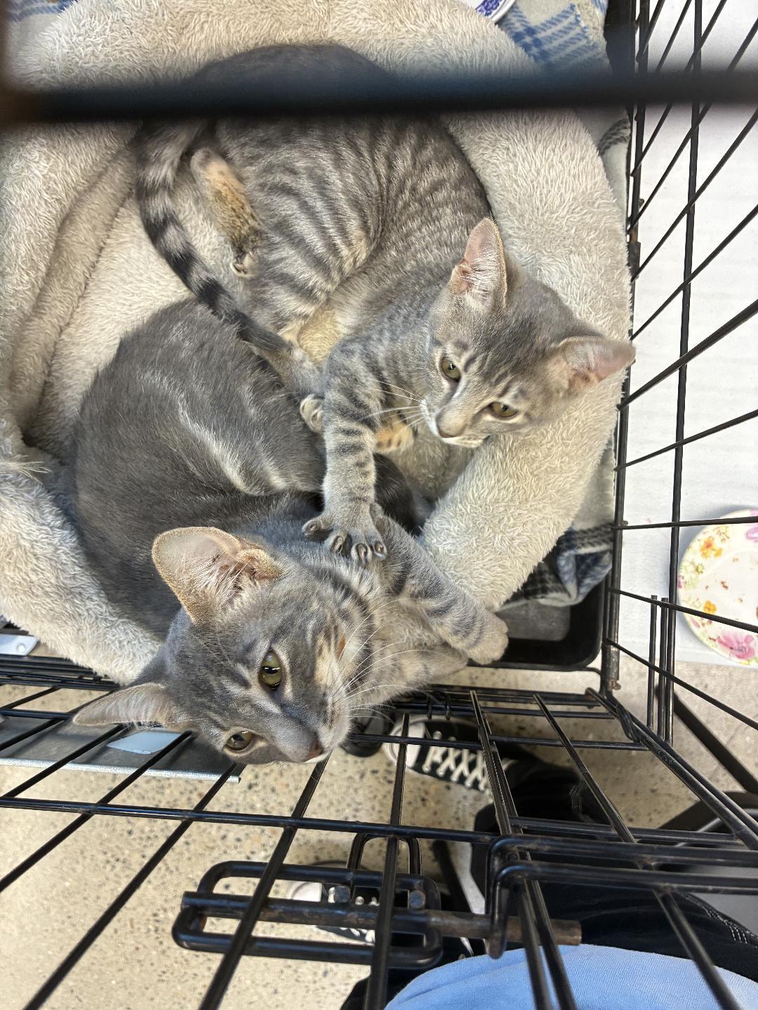 Enlarge Mochi, a Adoptable Domestic Short Hair in El Dorado Hills, CA image 1/4