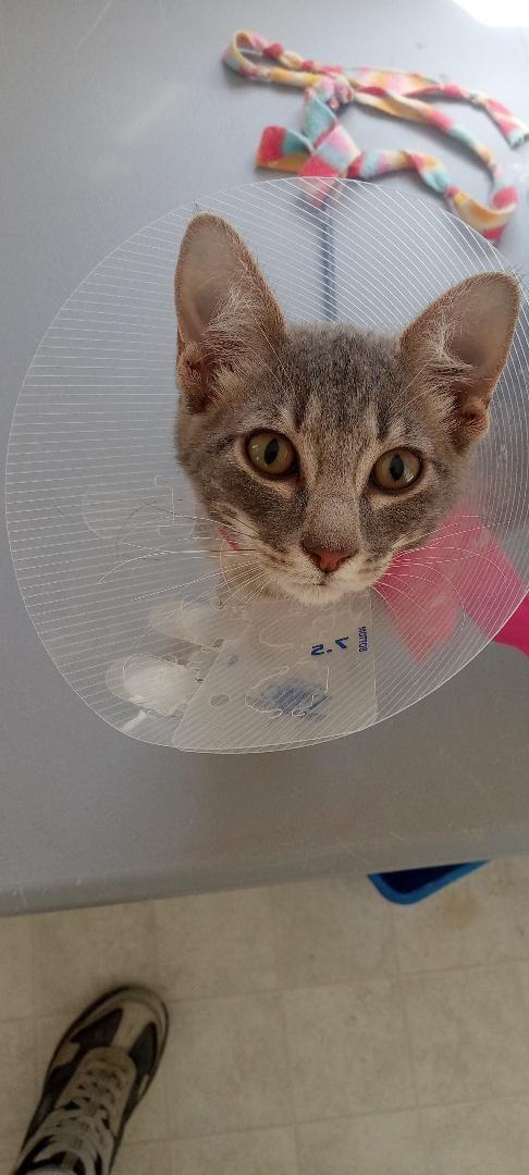 Enlarge Mochi, a Adoptable Domestic Short Hair in El Dorado Hills, CA image 2/4