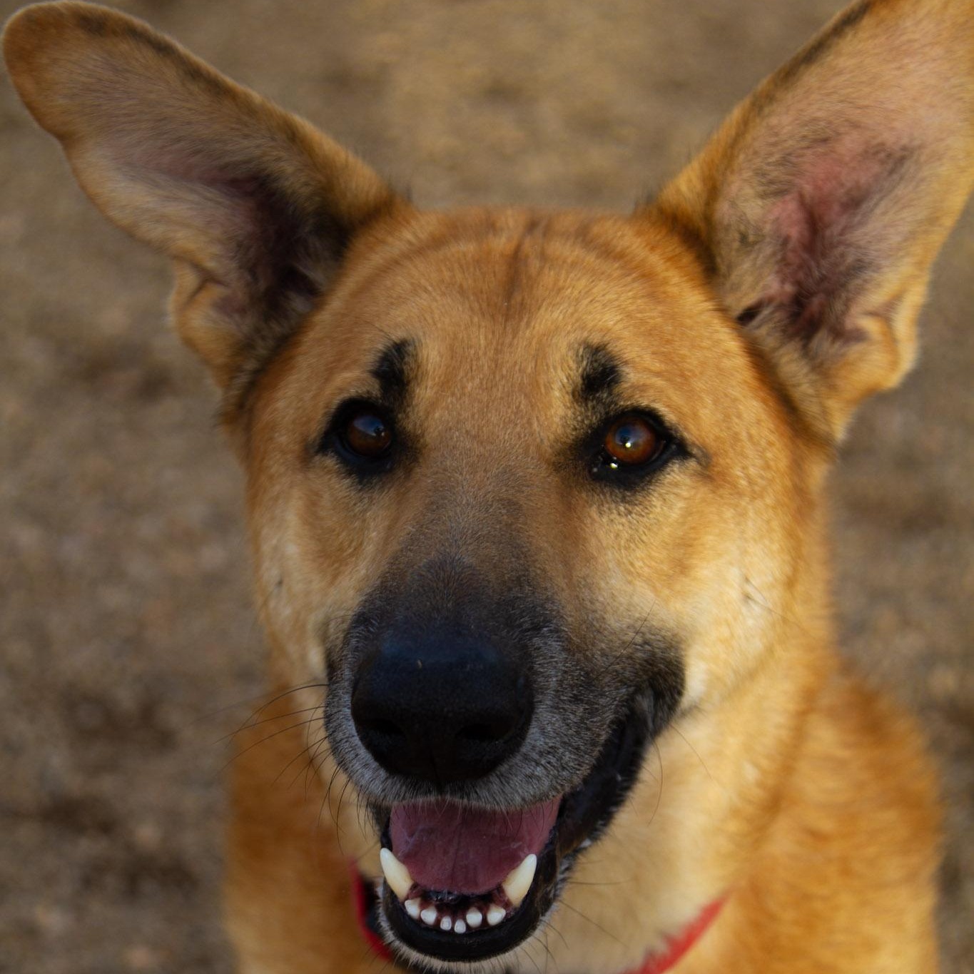 Toby (Bonded with Buster) — thumbnail 2