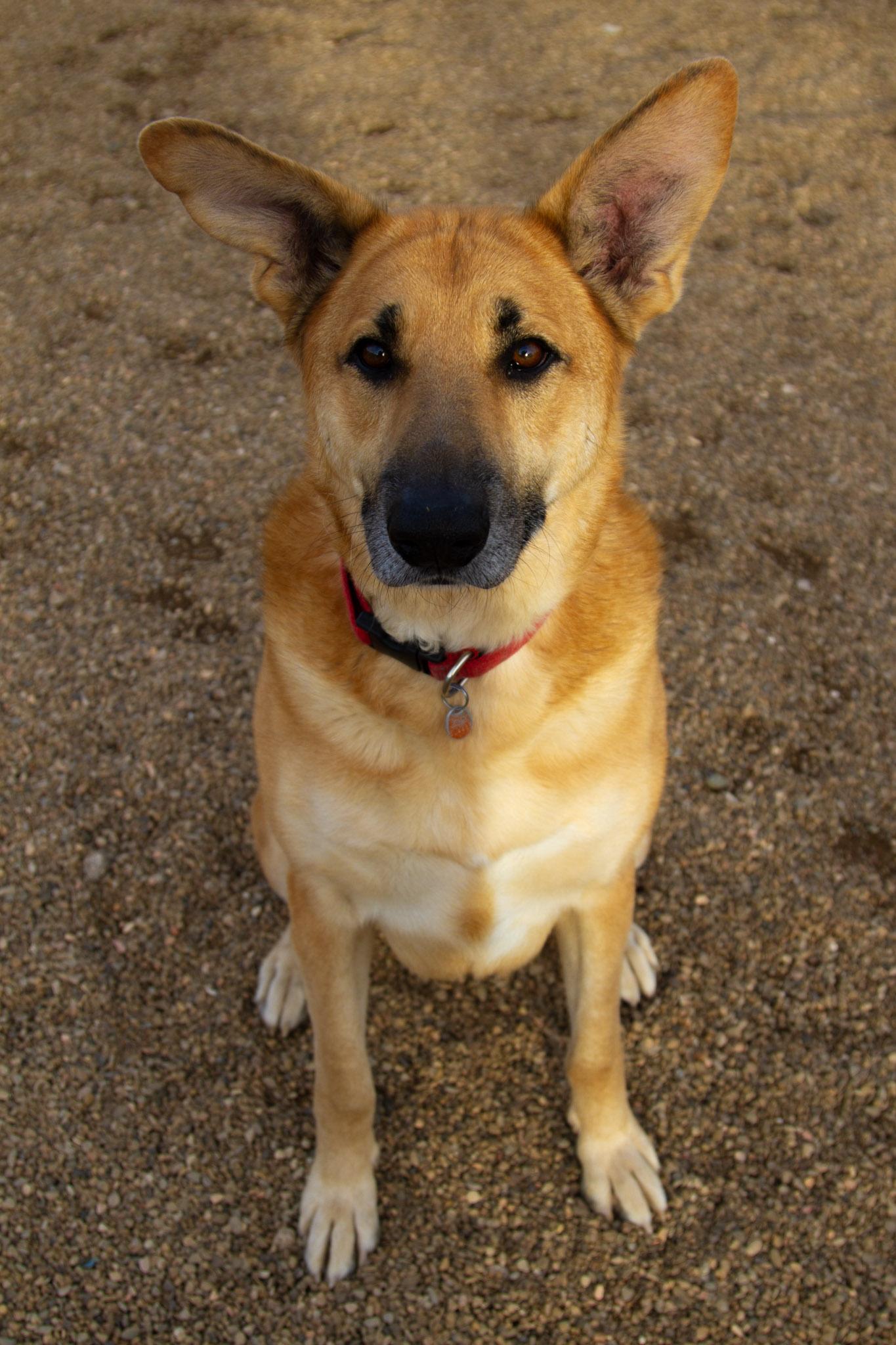 Enlarge Toby (Bonded with Buster), a ADOPTABLE mixed breed in Rapid City, SD image 4/6