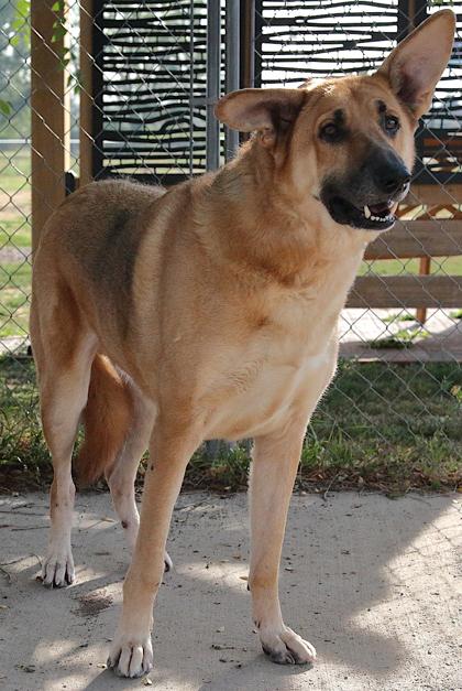 Enlarge Toby (Bonded with Buster), a ADOPTABLE mixed breed in Rapid City, SD image 3/6