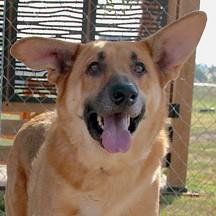 Toby, ADOPTABLE, Adult Male German Shepherd Dog.