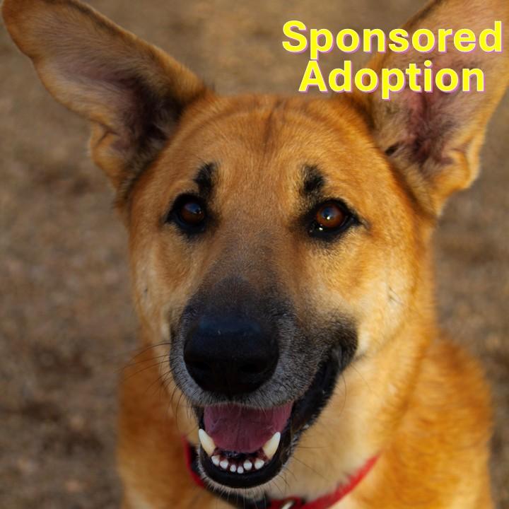 Enlarge Toby (Bonded with Buster), a ADOPTABLE mixed breed in Rapid City, SD image 1/6