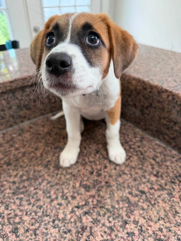 Uno, Adoptable, Puppy Female Australian Shepherd.