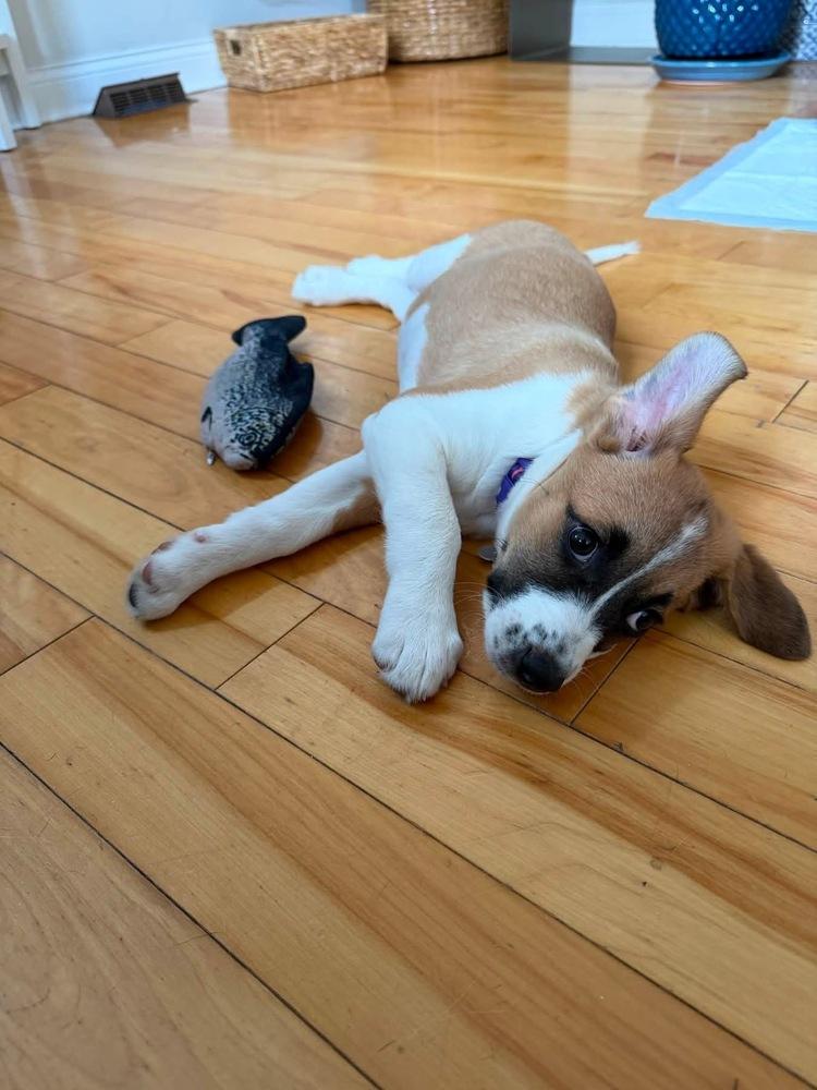 Enlarge Uno, a Adoptable mixed breed in Grove City, OH image 4/5