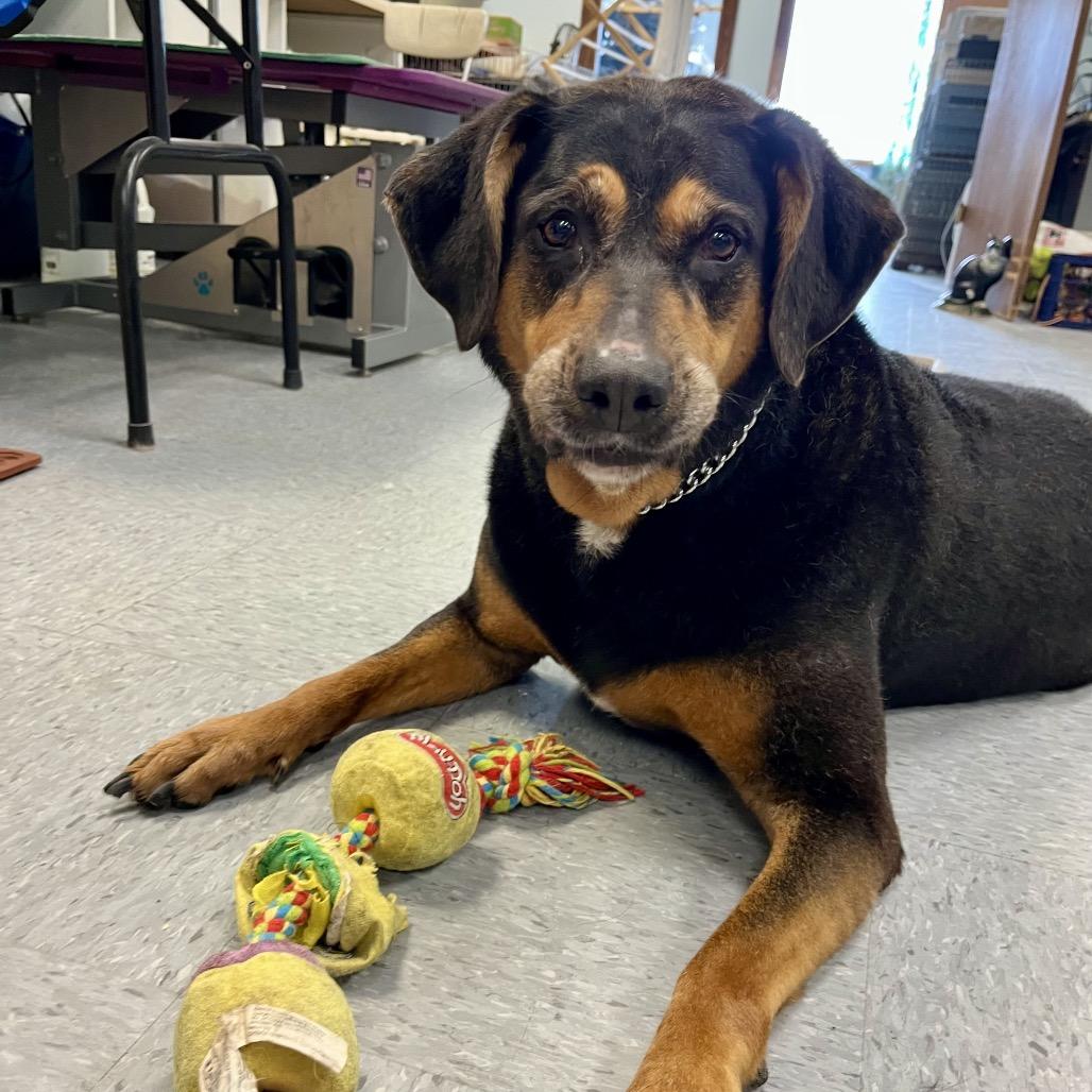 Paisley, Adoptable, Senior Female Mixed Breed & Mixed Breed.