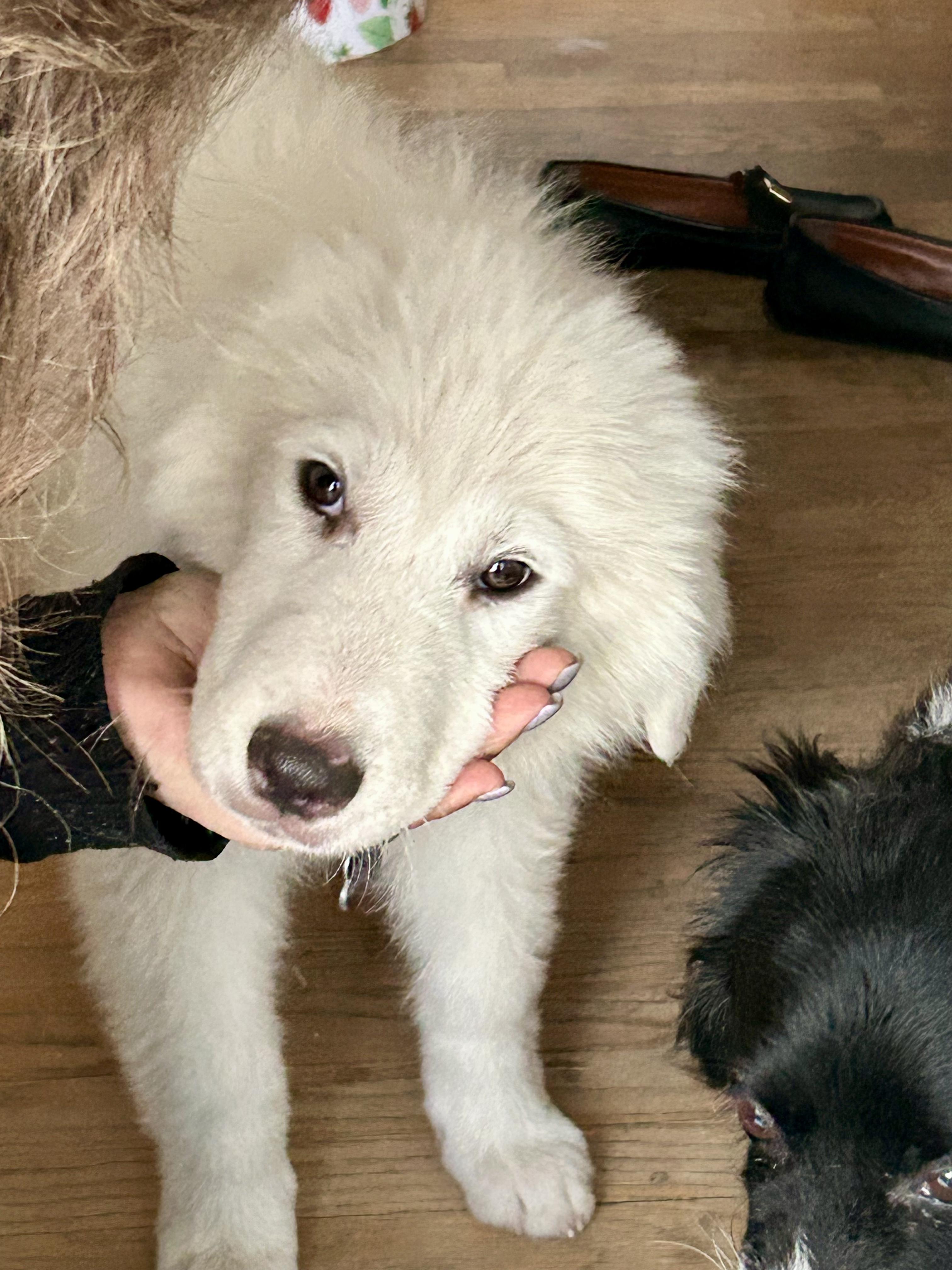 Scottie, an adopted Great Pyrenees in North Hollywood, CA image 2/3