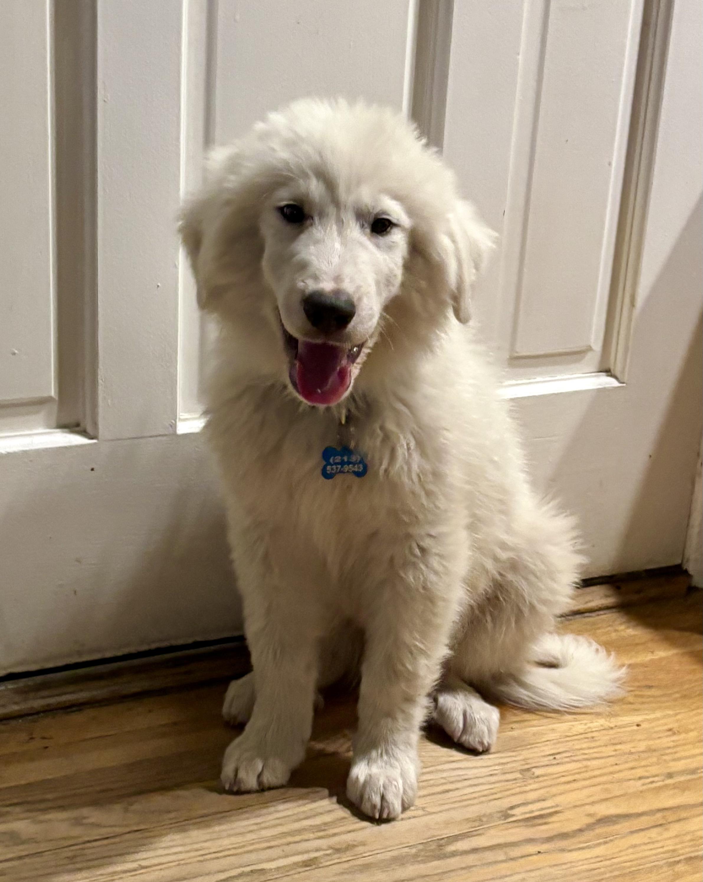 Scottie, an adopted Great Pyrenees in North Hollywood, CA image 3/3
