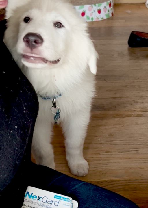Enlarge Scottie, an adopted Great Pyrenees in North Hollywood, CA video 1/3