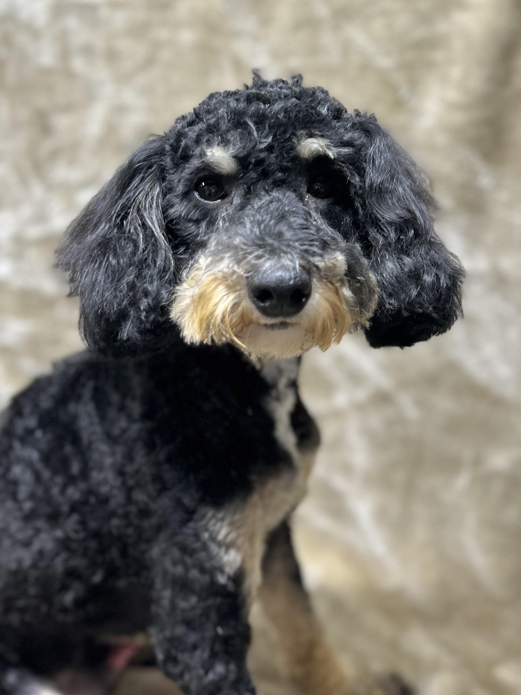 MAVERICK (mini), Adoptable, Adult Male Bernedoodle.