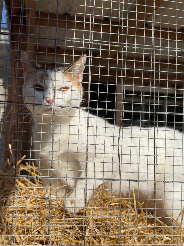 Enlarge Cosette, a Adoptable mixed breed in Parsons, WV image 1/3
