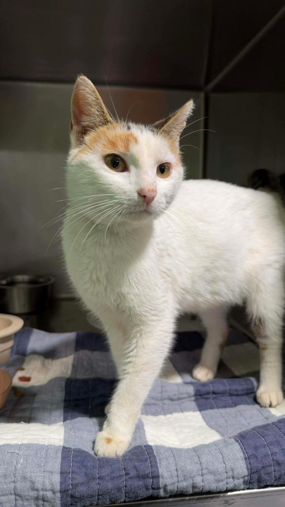 Enlarge Cosette, a Adoptable mixed breed in Parsons, WV image 2/3