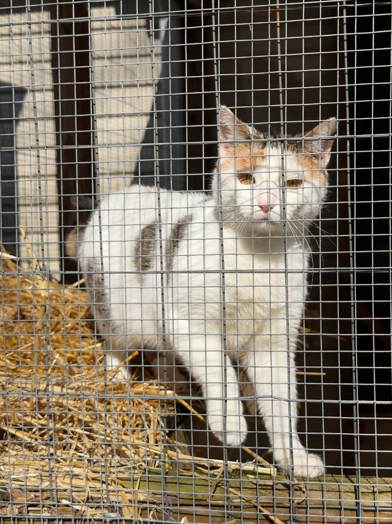 Enlarge Cosette, a Adoptable mixed breed in Parsons, WV image 3/3