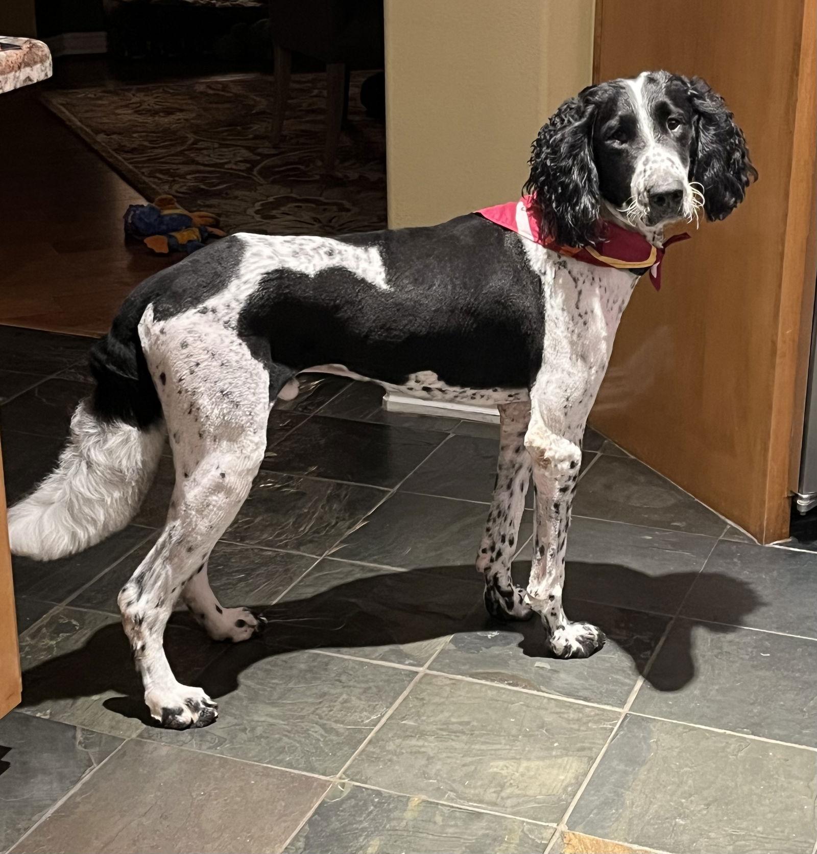 Noodle, Adoptable, Adult Male Standard Poodle & Golden Retriever.