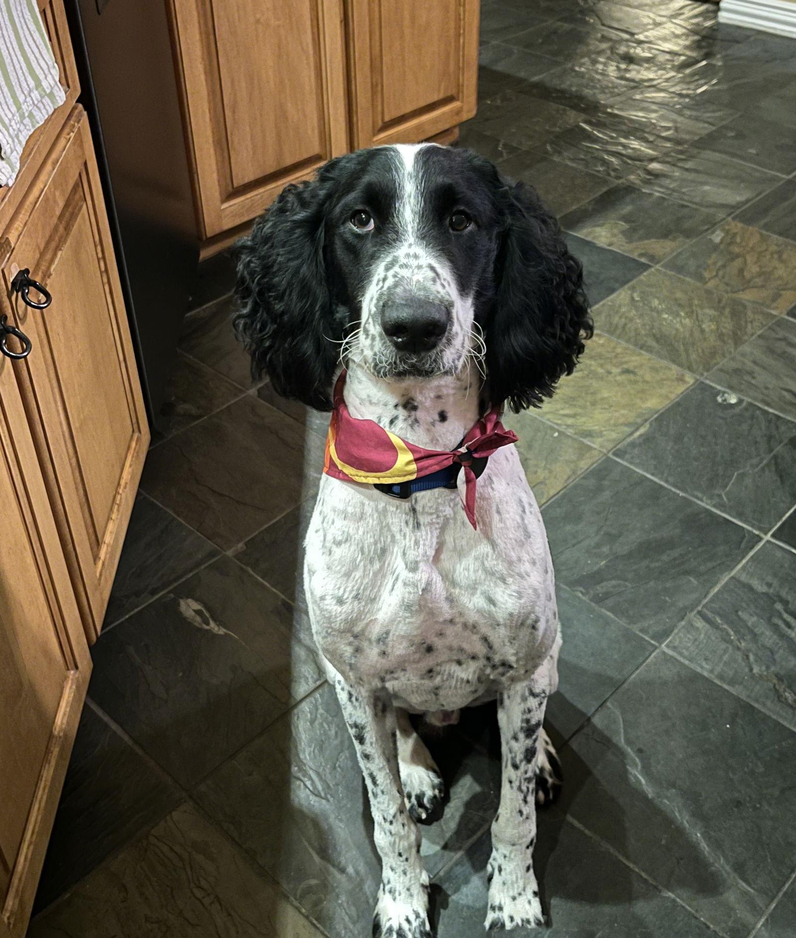 Noodle, a Adoptable mixed breed in Denton, TX image 2/3