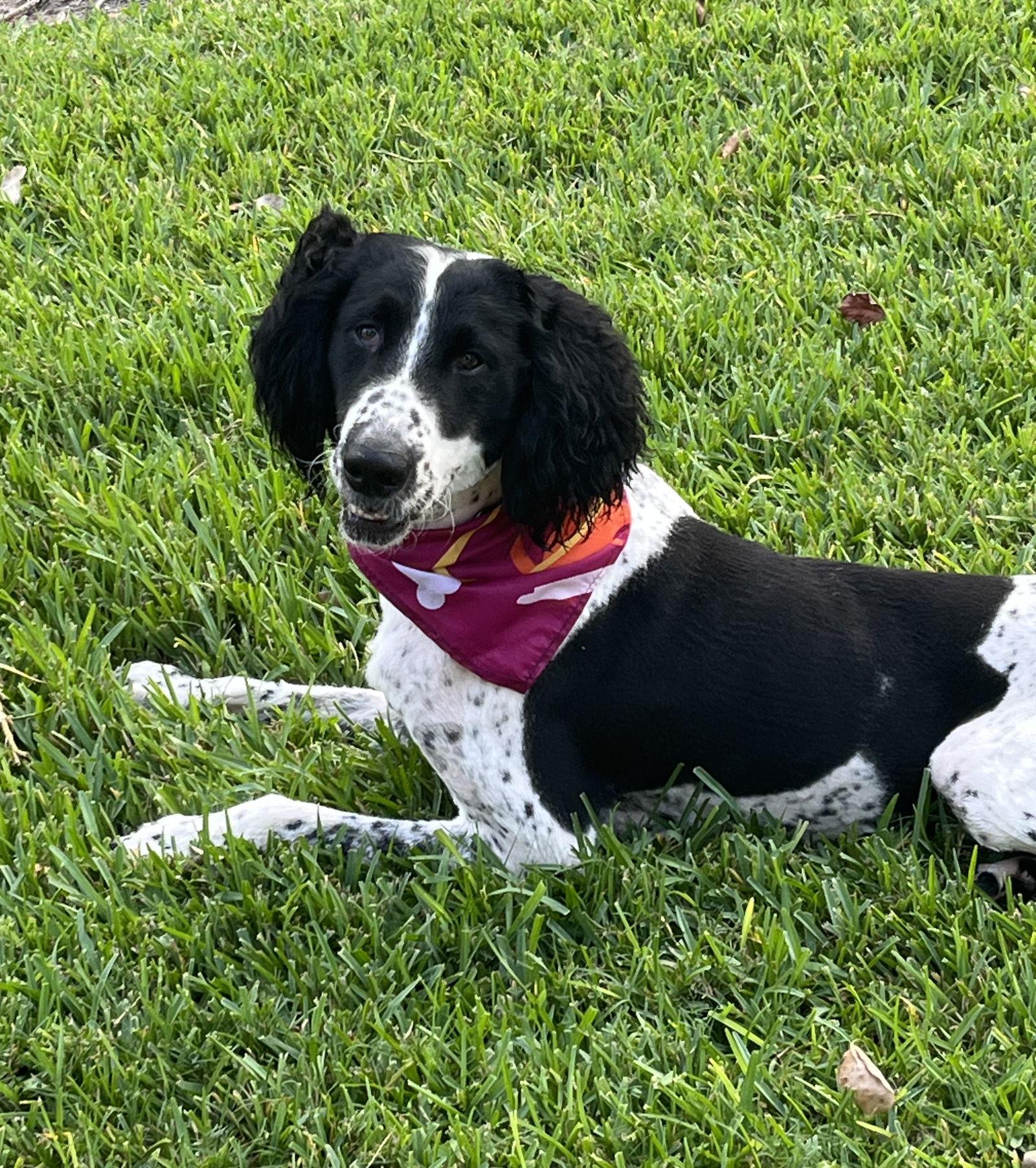 Noodle, a Adoptable mixed breed in Denton, TX image 3/3