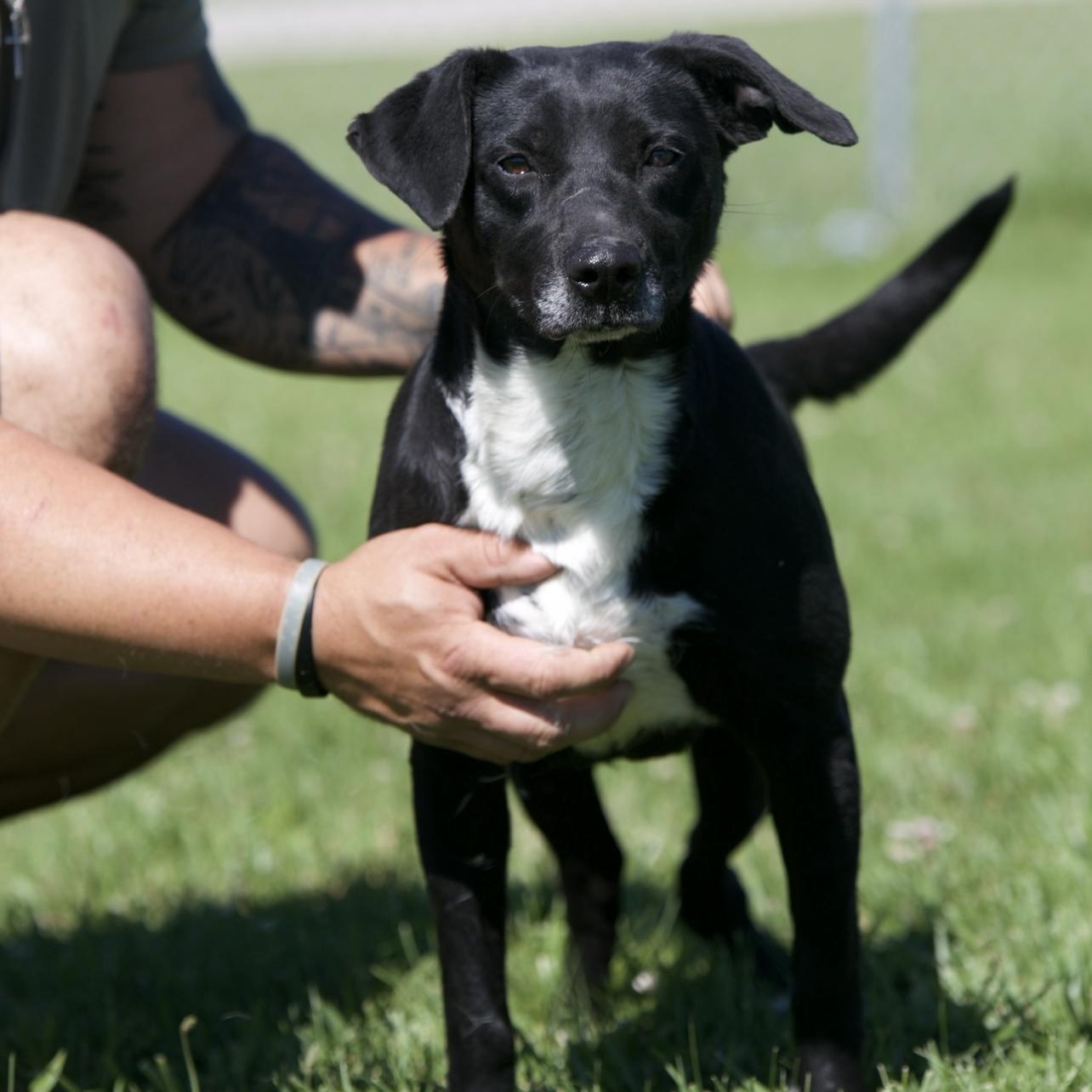 Enlarge Eileen, a ADOPTABLE mixed breed in Mount Sterling, KY image 1/4