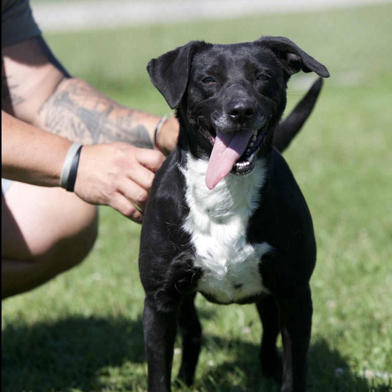Enlarge Eileen, a ADOPTABLE mixed breed in Mount Sterling, KY image 2/4