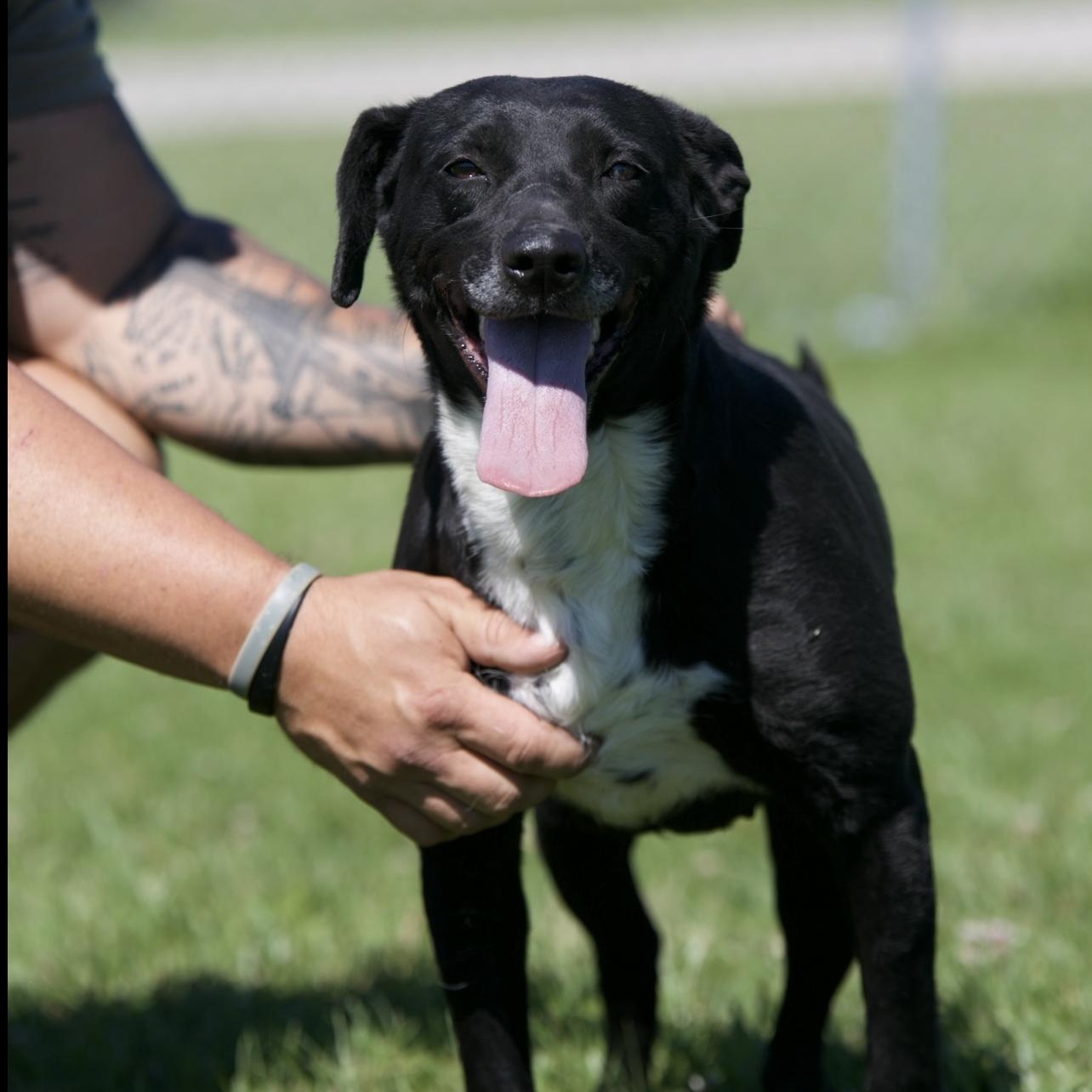 Enlarge Eileen, a ADOPTABLE mixed breed in Mount Sterling, KY image 3/4