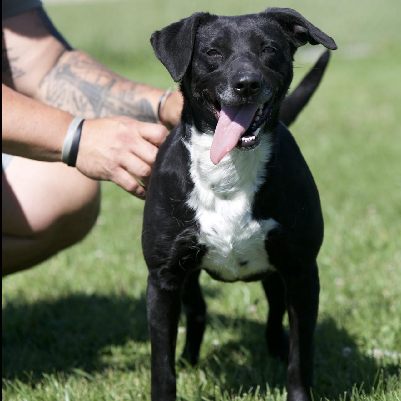 Enlarge Eileen, a ADOPTABLE mixed breed in Mount Sterling, KY image 4/4
