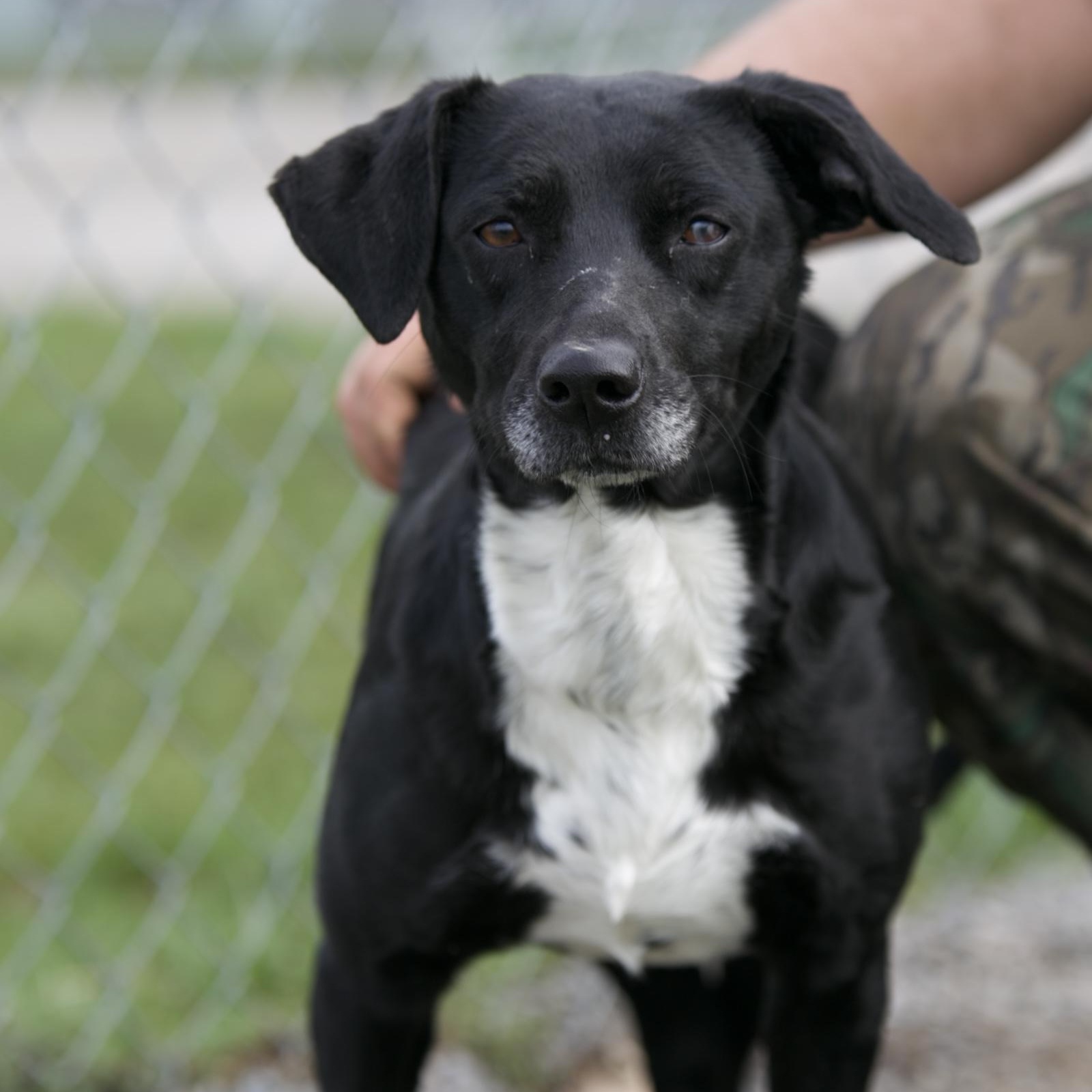Enlarge Eileen, a ADOPTABLE mixed breed in Mount Sterling, KY image 1/1