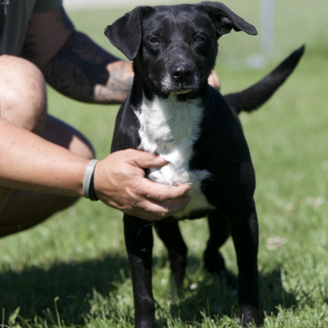 Eileen, ADOPTABLE, Adult Male Patterdale Terrier / Fell Terrier & Beagle.