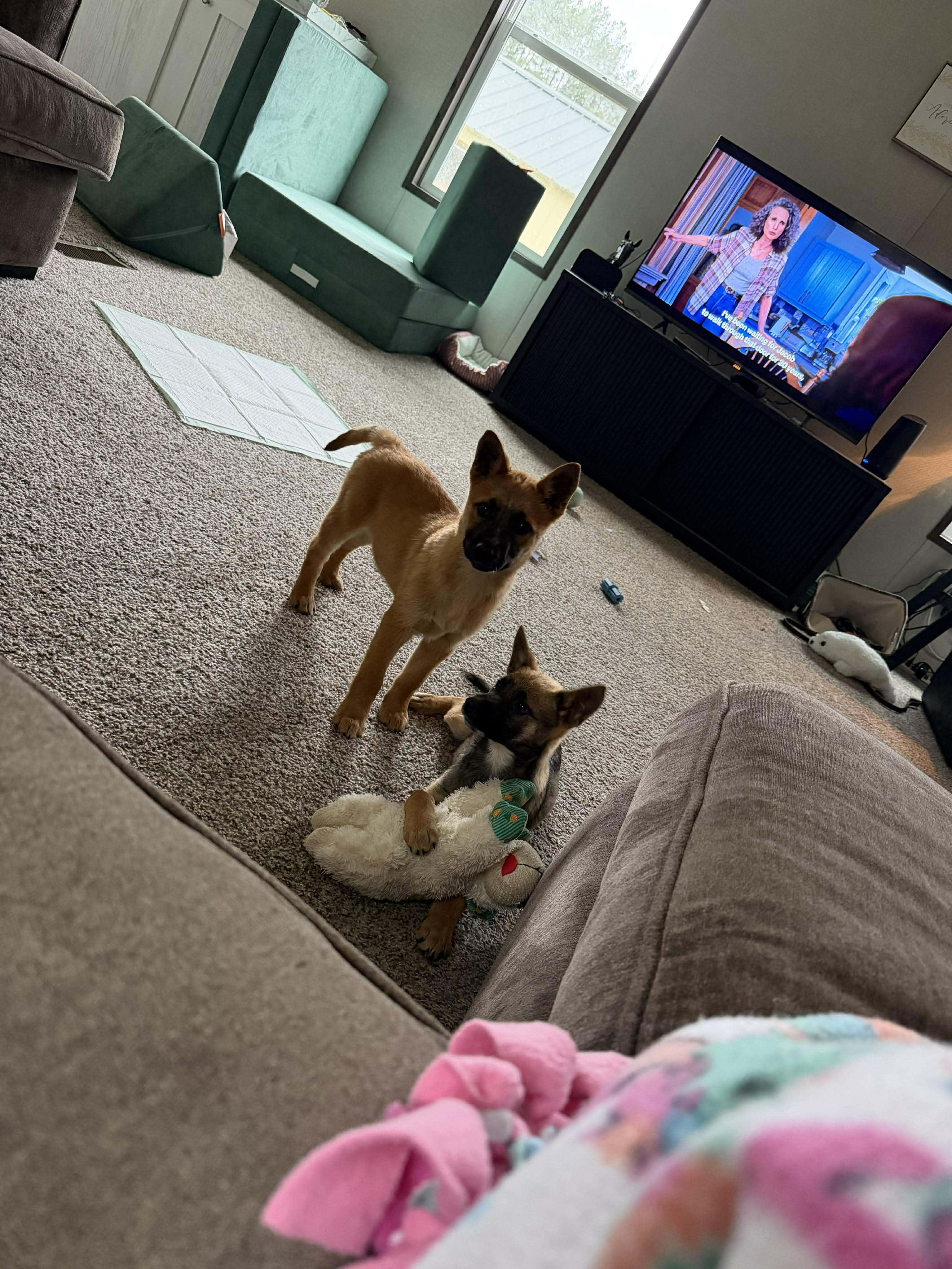 Enlarge Boogie, an adopted Belgian Shepherd / Malinois in Humble, TX image 3/5