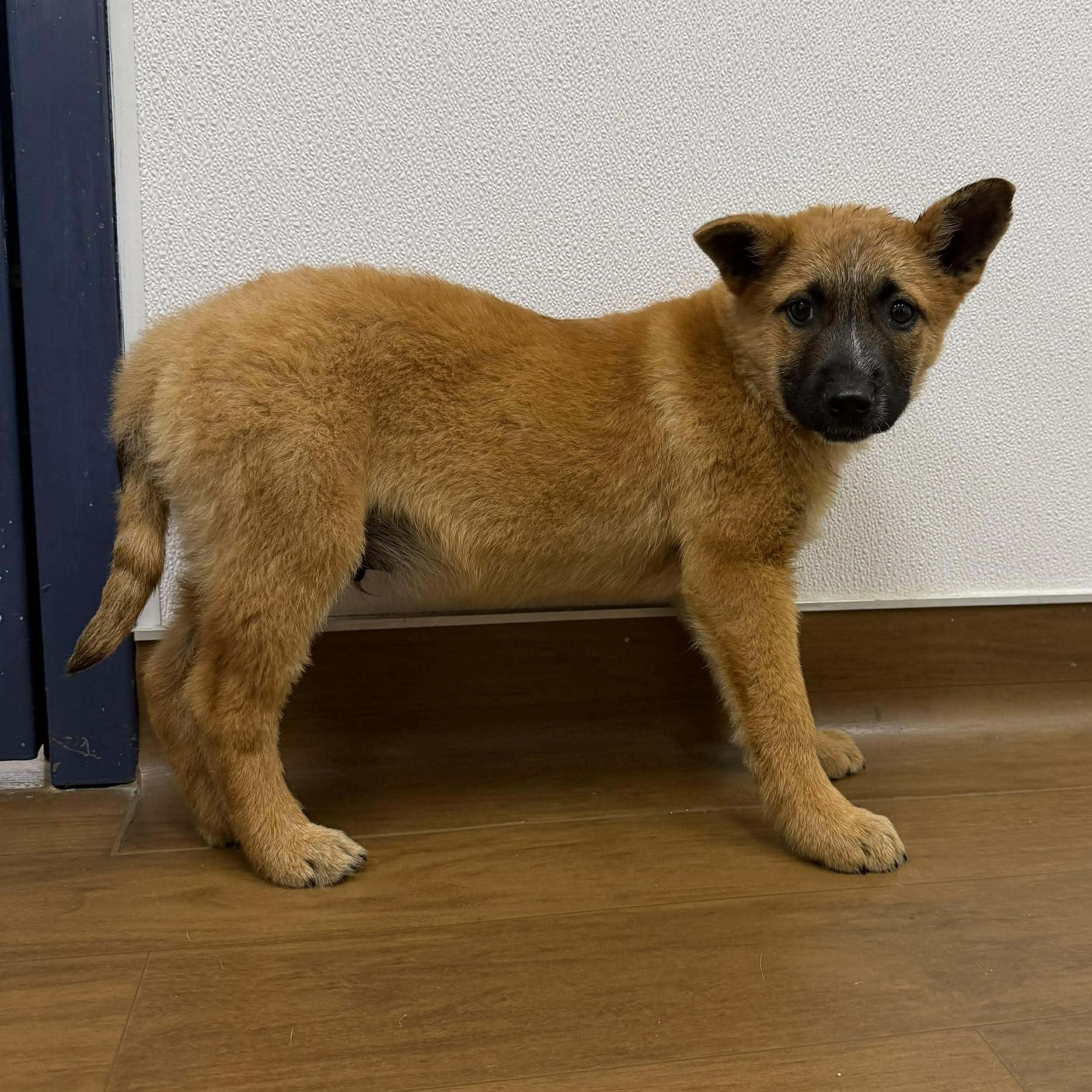 Enlarge Boogie, an adopted Belgian Shepherd / Malinois in Humble, TX image 2/5