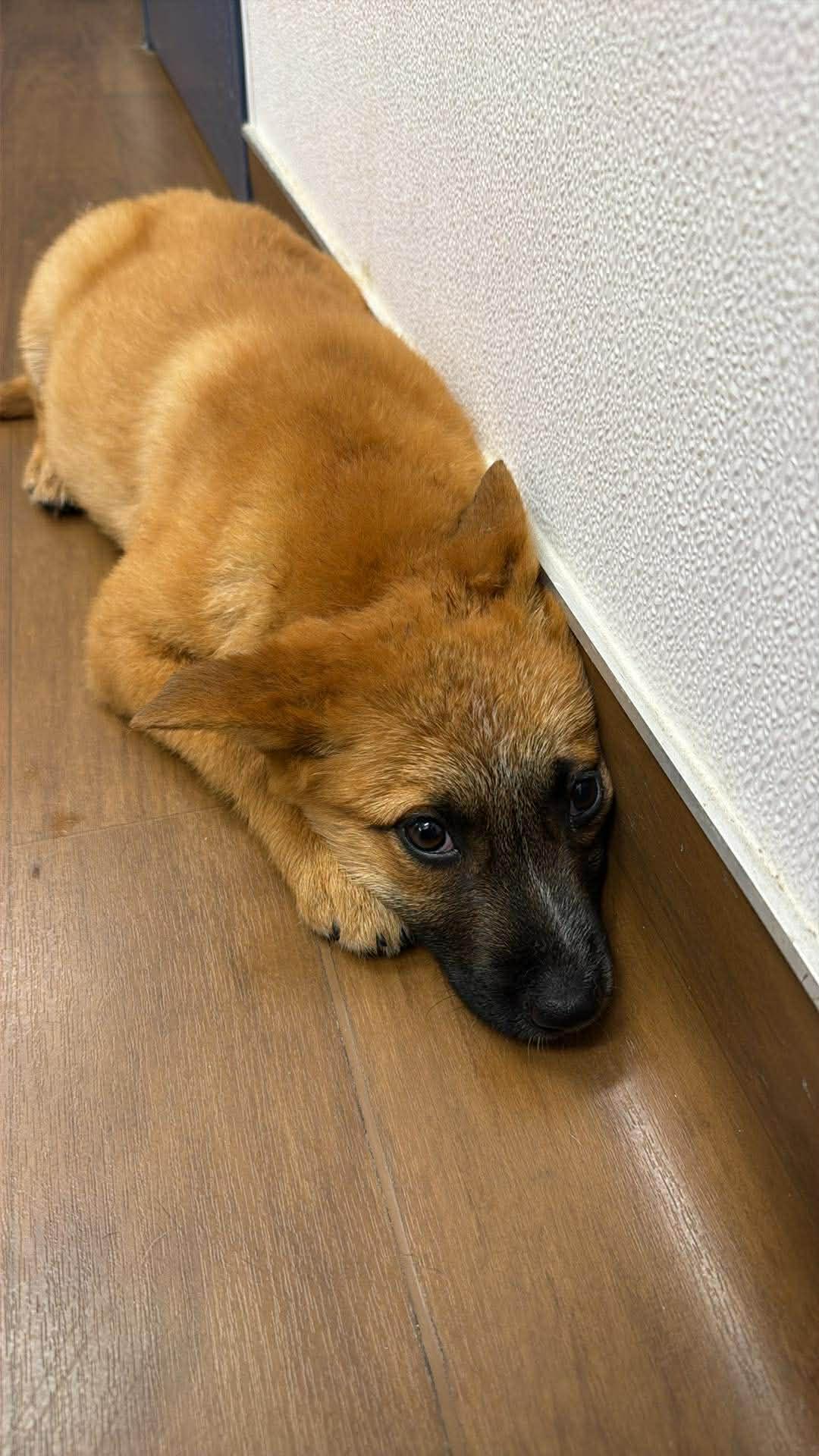 Enlarge Boogie, an adopted Belgian Shepherd / Malinois in Humble, TX image 1/5