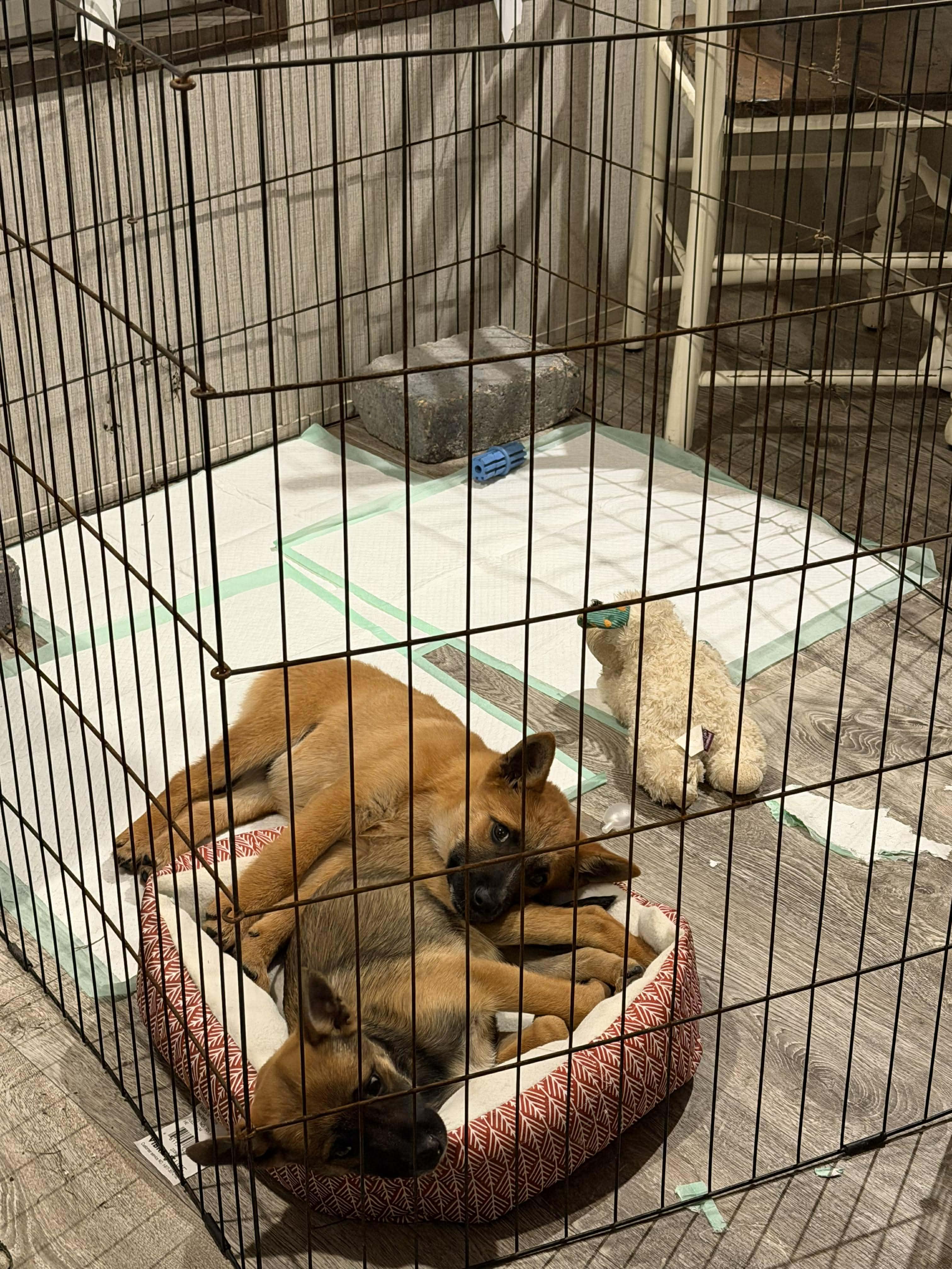 Enlarge Boogie, an adopted Belgian Shepherd / Malinois in Humble, TX image 5/5