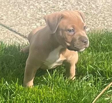 Enlarge Bex, a ADOPTABLE mixed breed in Parma Heights, OH image 4/4