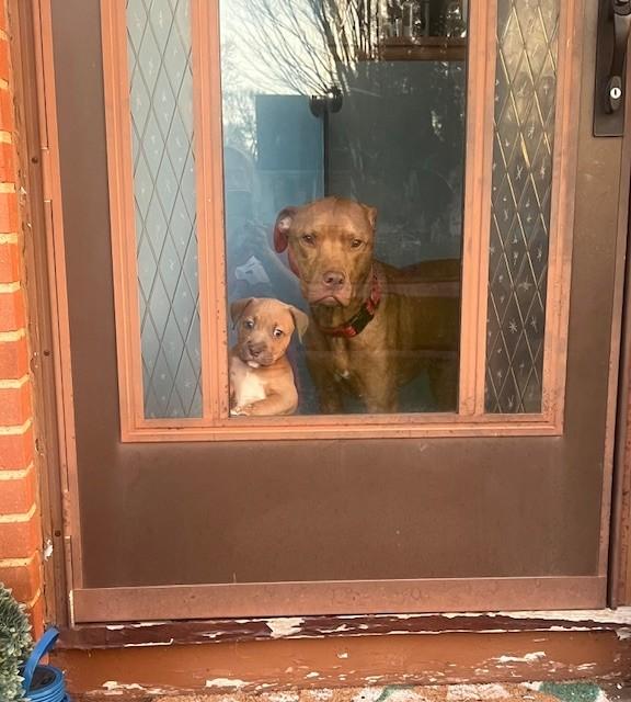 Enlarge Bex, a ADOPTABLE mixed breed in Parma Heights, OH image 2/4