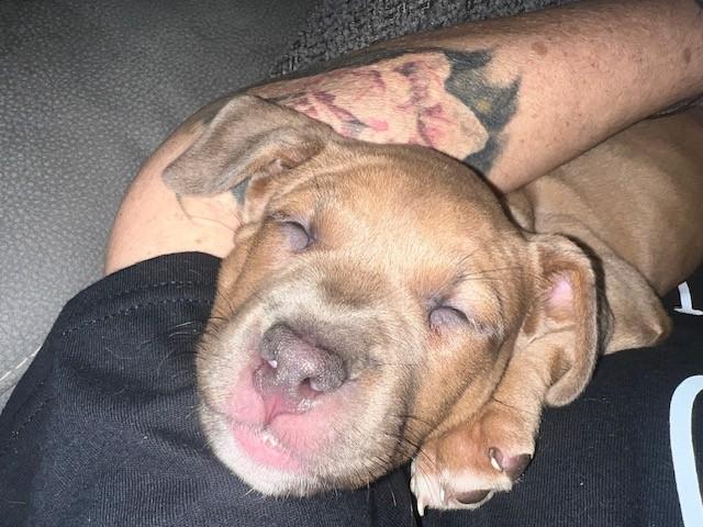 Enlarge Bex, a ADOPTABLE mixed breed in Parma Heights, OH image 3/4