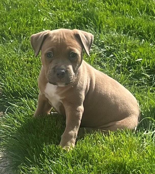 Bex, ADOPTABLE, Puppy Female Pit Bull Terrier.