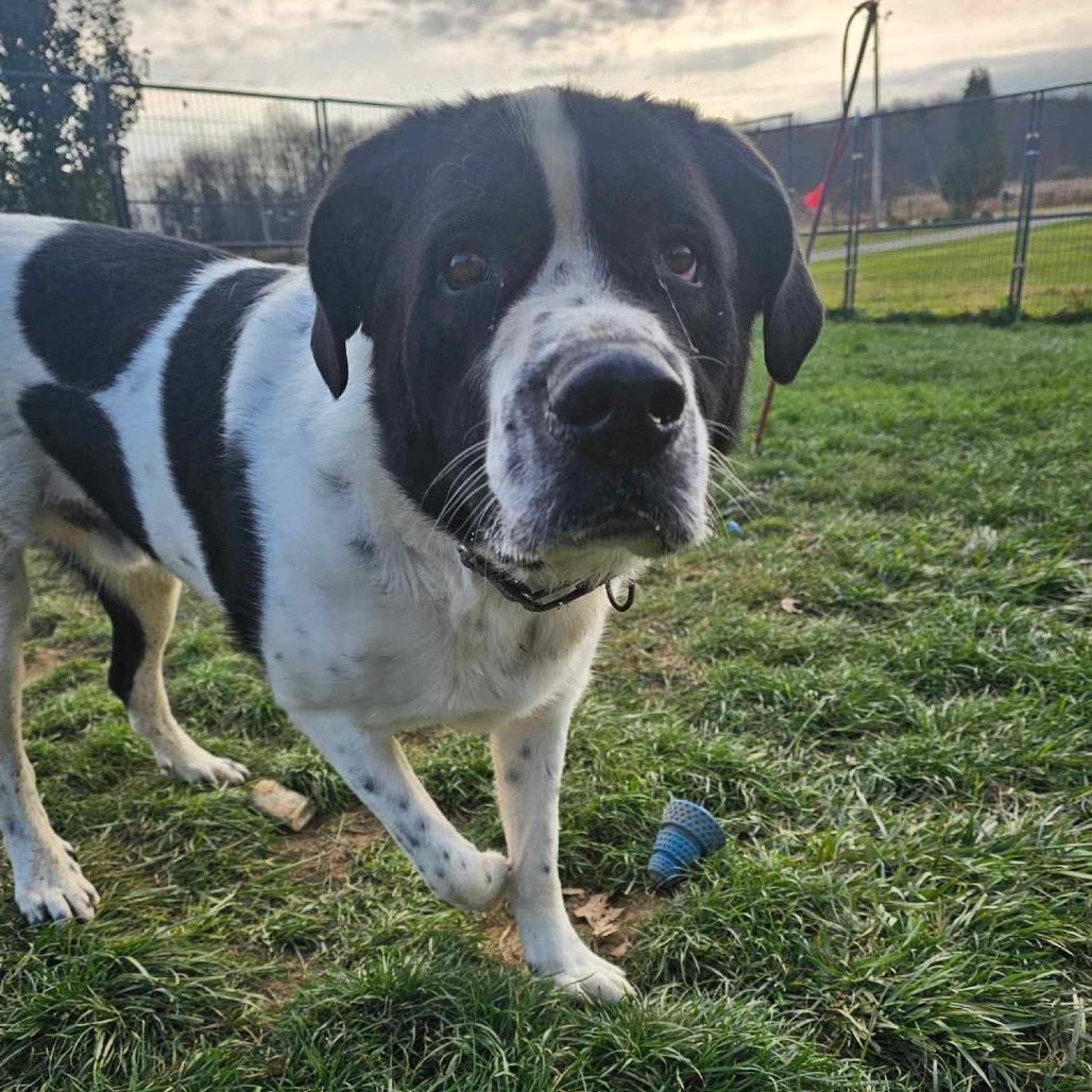 Saint, a Adoptable mixed breed in Union City, PA image 2/6