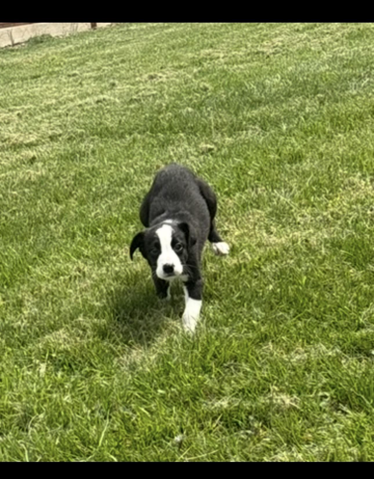 Enlarge Tux, an adopted Mixed Breed in Franklin, KY image 2/4