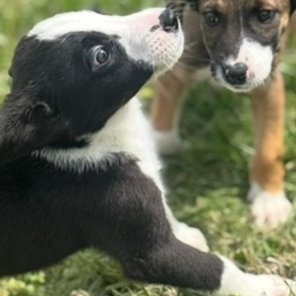 Enlarge Tux, an adopted Mixed Breed in Franklin, KY image 3/4