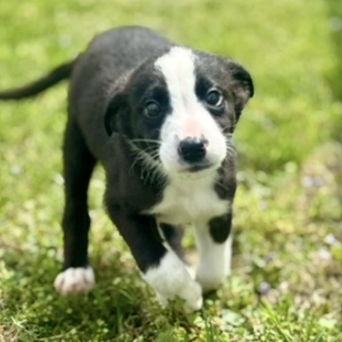 Tux, adopted, Puppy Male Mixed Breed.