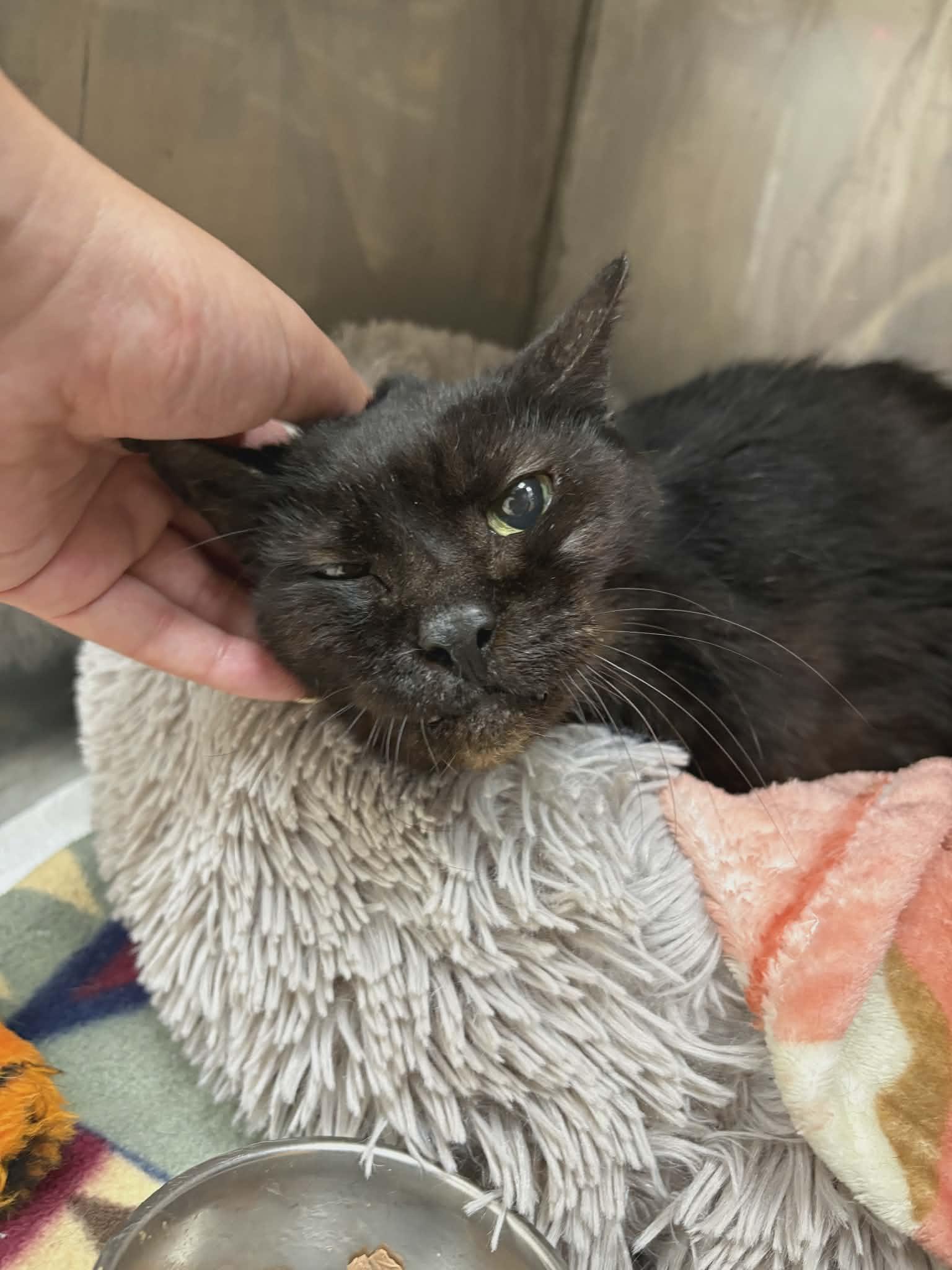 SOOT, Adoptable, Senior Male Domestic Short Hair.