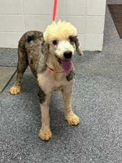 Silk, adopted, Adult Female Standard Poodle.