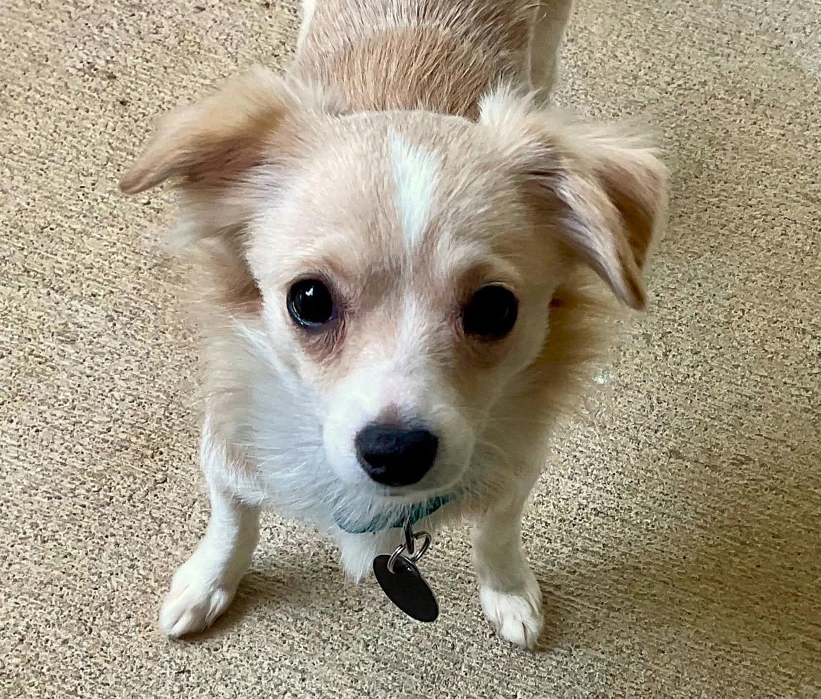 Lainey, Adoptable, Adult Female Chihuahua.