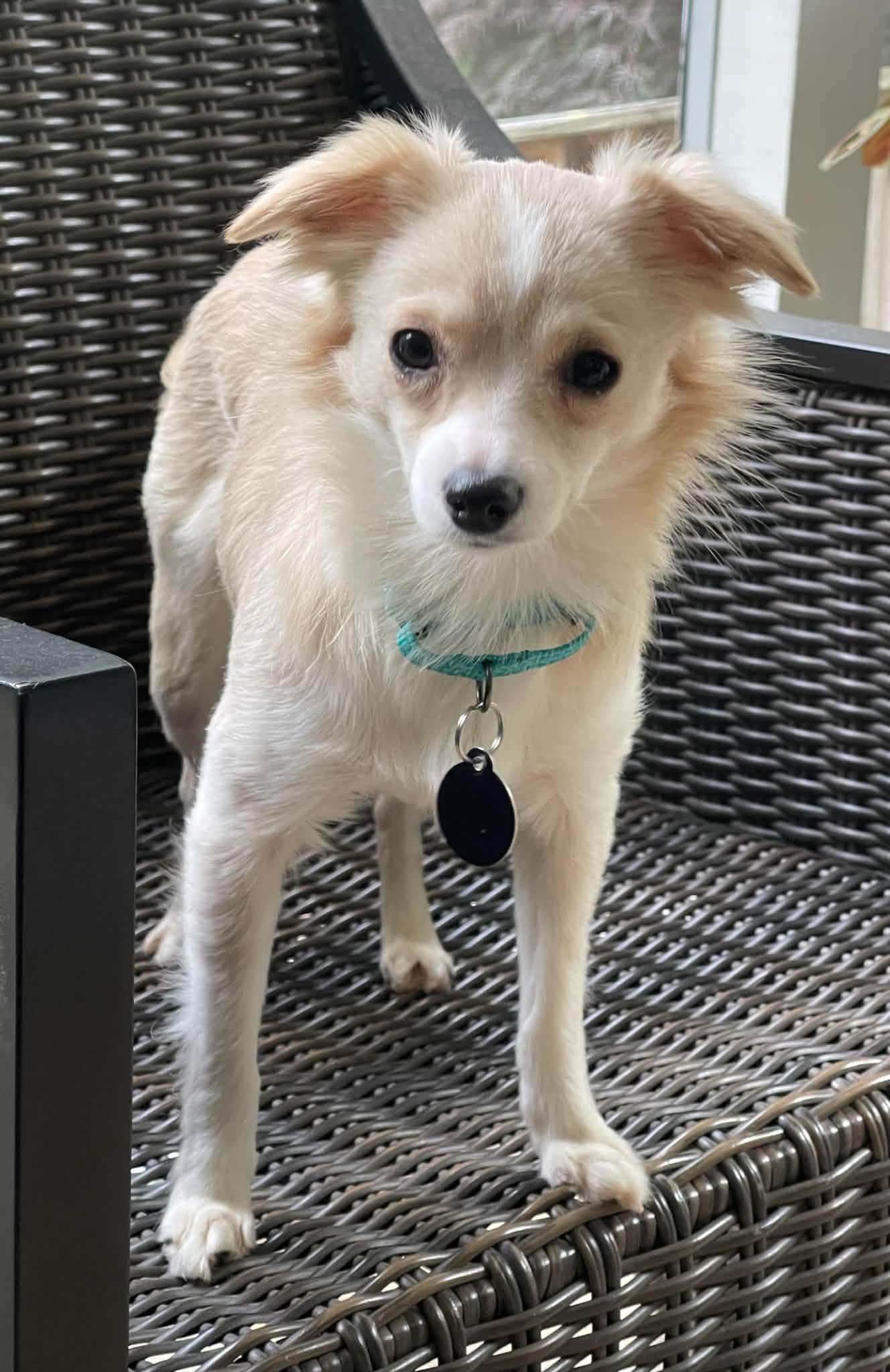 Enlarge Lainey, a Adoptable Chihuahua in Arlington, VA image 2/3