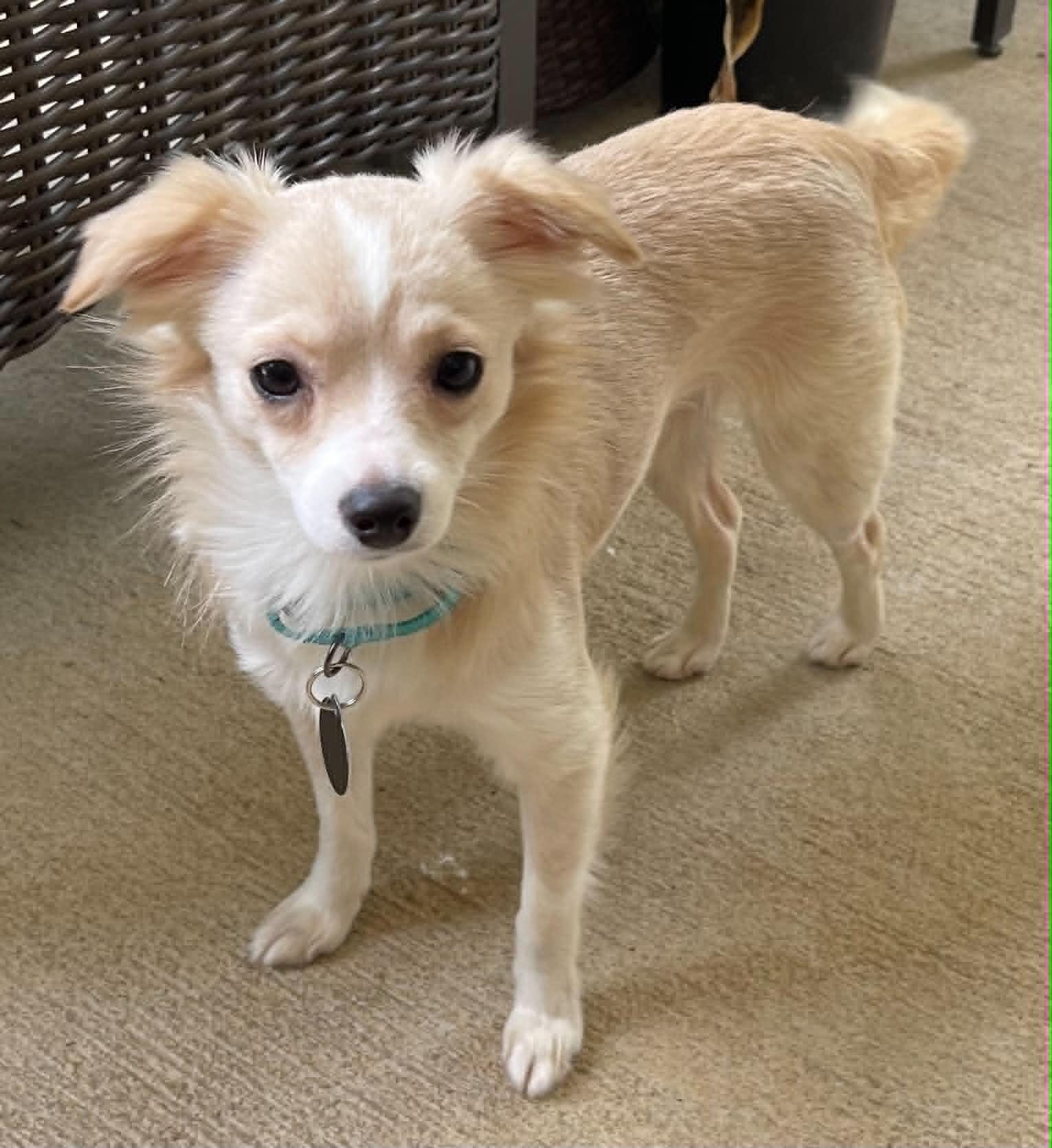 Enlarge Lainey, a Adoptable Chihuahua in Arlington, VA image 3/3