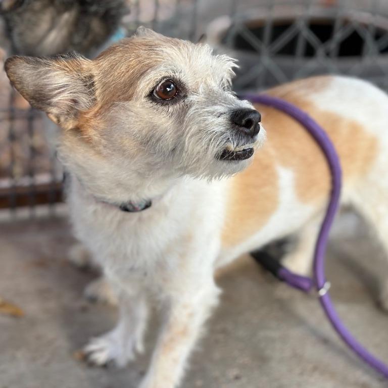 Enlarge Ginger, a Adoptable Terrier in Fulton, TX image 1/1