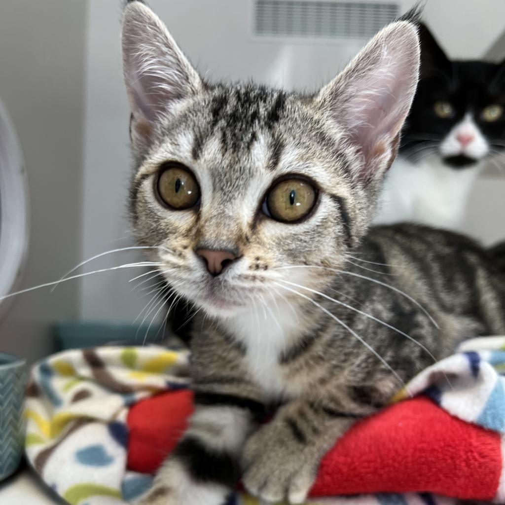 Mimi, Adoptable, Adult Female Domestic Short Hair.