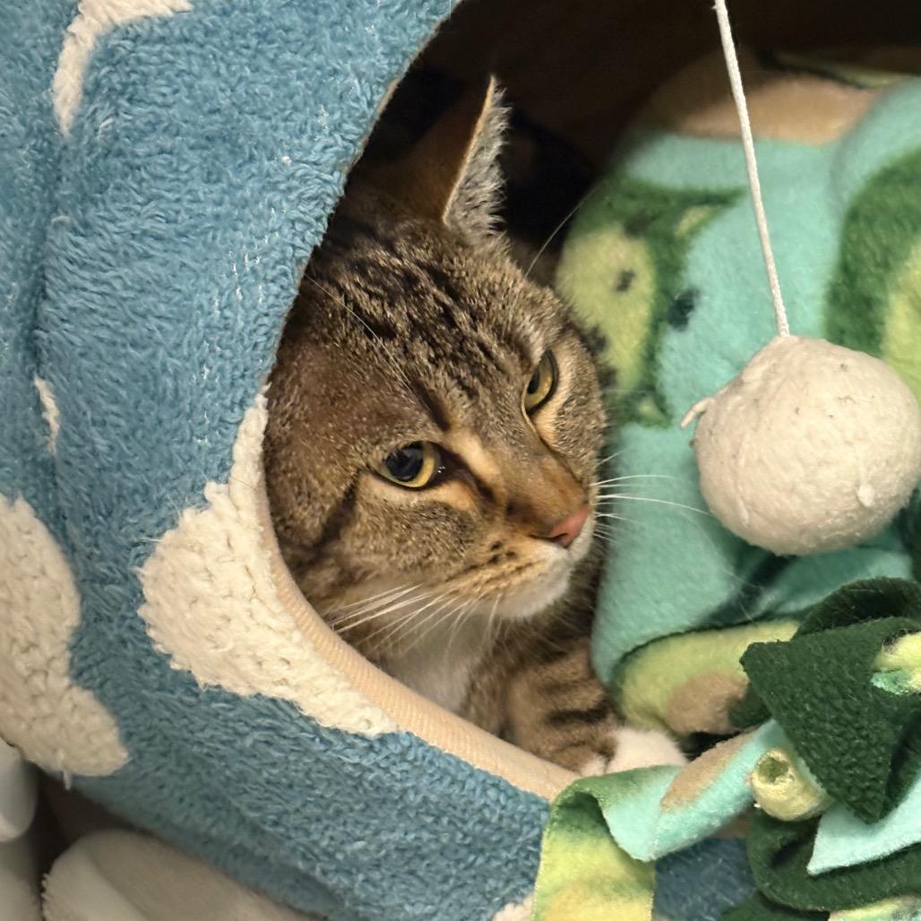 Mimi, Adoptable, Adult Female Domestic Short Hair.