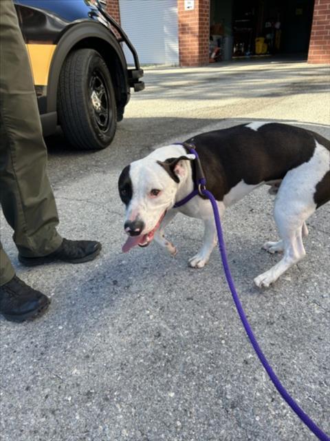 SPOTTY THE HOTTY, Adoptable, Young Male Pit Bull Terrier & Mixed Breed.