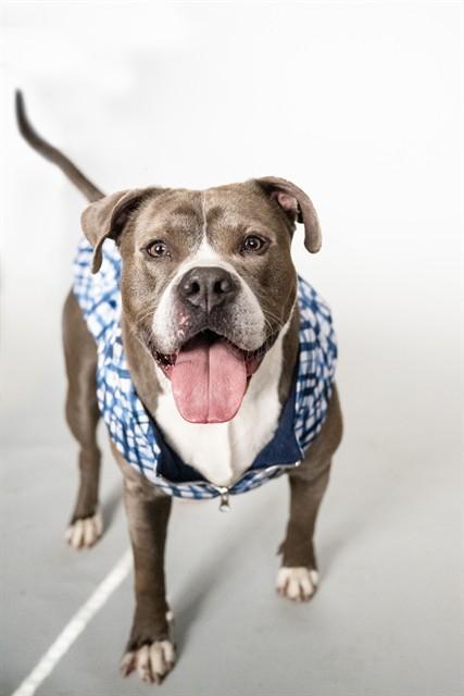 MAX, Adoptable, Adult Male Pit Bull Terrier.