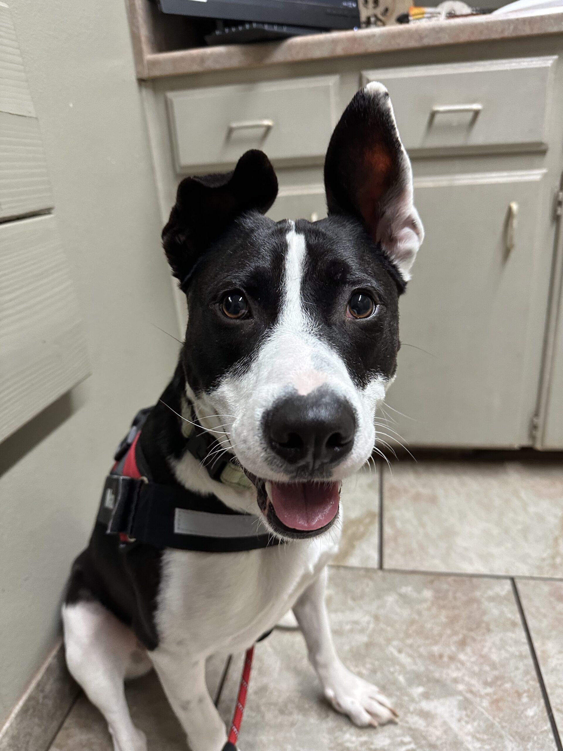 Max, Adoptable, Young Male Pit Bull Terrier & Border Collie.