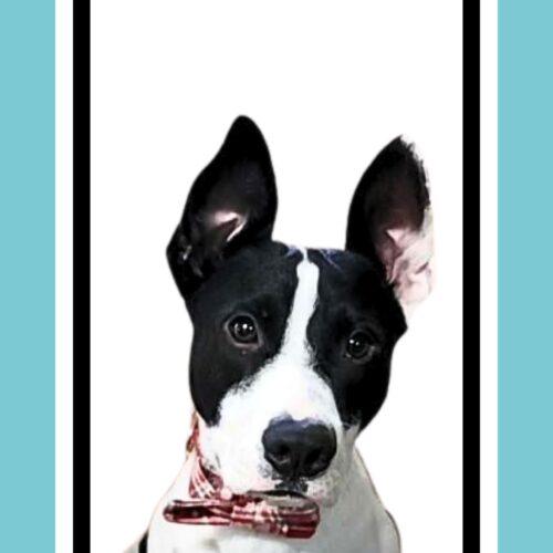 Max, a Adoptable mixed breed in Edmond, OK image 1/5